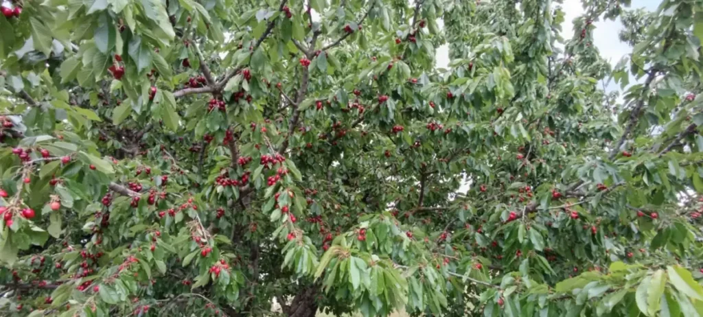 stablo domaće trešnje u Hercegovini